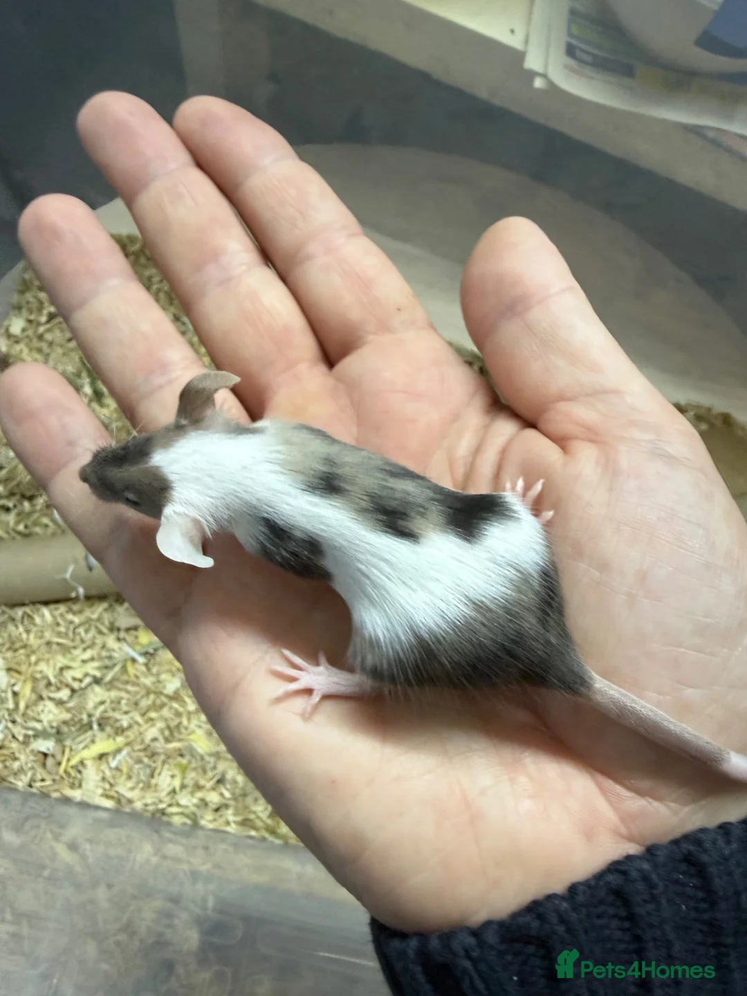 Mouse rodents for sale: Female Mice Looking for New Homes in Telford - Advert 1