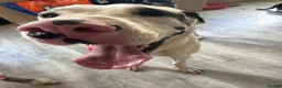 Mixed Breed dogs for sale: Athena  - Advert 1