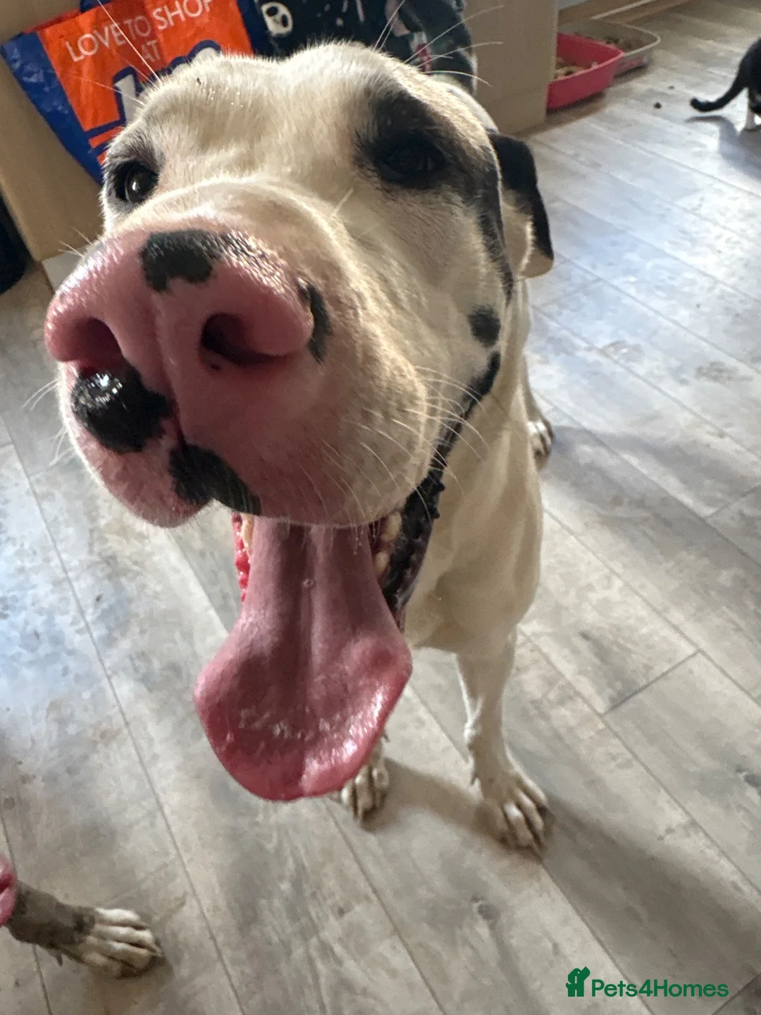 Mixed Breed dogs for sale: Athena  - Advert 1