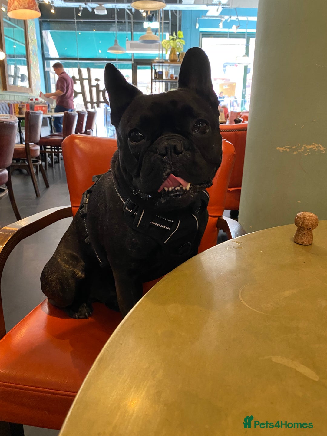 French Bulldog dogs for stud: 5 Generation Pedigree papers - Image 12