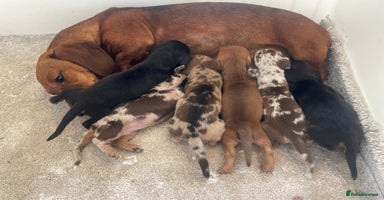 Miniature Dachshund dogs - Advert 6
