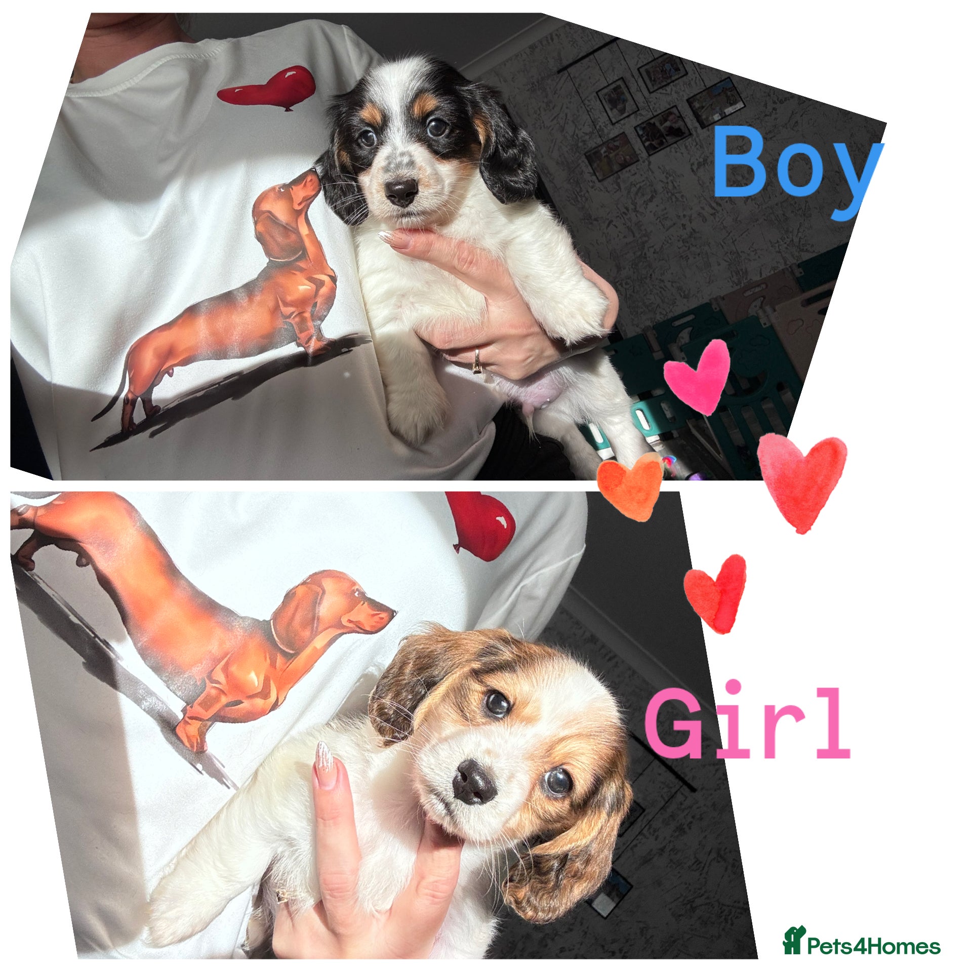 Miniature Dachshund dogs 2 piebald miniature long haired dachshund puppies  - Advert 7