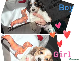 Miniature Dachshund dogs 2 piebald miniature long haired dachshund puppies - Advert 7