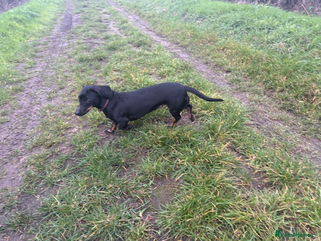 Dachshund dogs for sale: Miniature dachshund  - Image 8