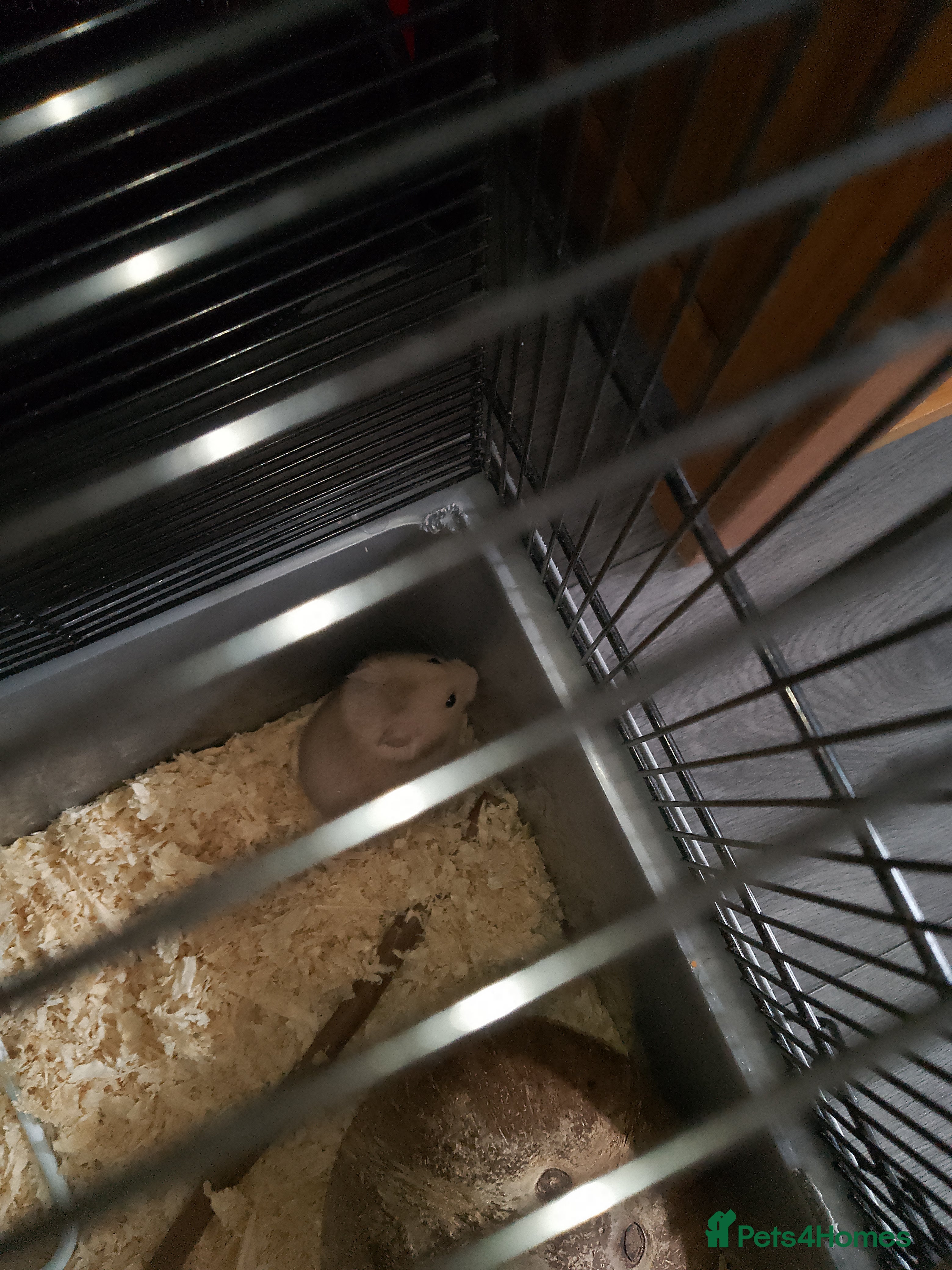 Hamster rodents Hamster with all the accessories for sale  in Basingstoke - Advert 1