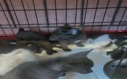 Pomchi dogs for sale: Pomchi puppy girl - Image 3