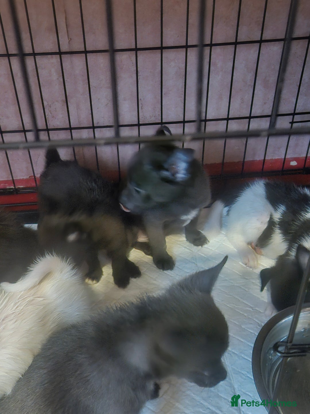 Pomchi dogs for sale: Pomchi puppy girl - Image 3