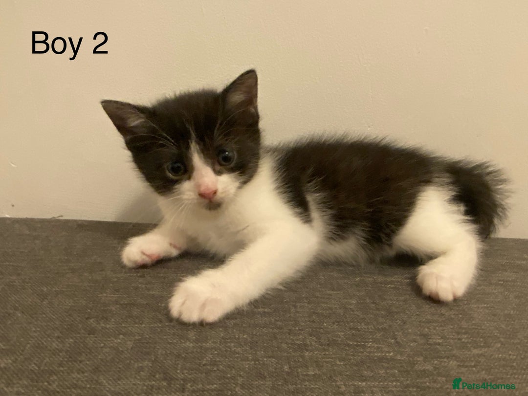 Ragdoll cats for sale: Ragdoll Cross Kittens - Advert 14