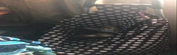 Mixed Breed cats for sale: Miss and her beautiful babies   - Advert 5