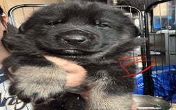 Mixed Breed dogs for sale: Shepweiler puppies READY TO RESERVE! - Image 11