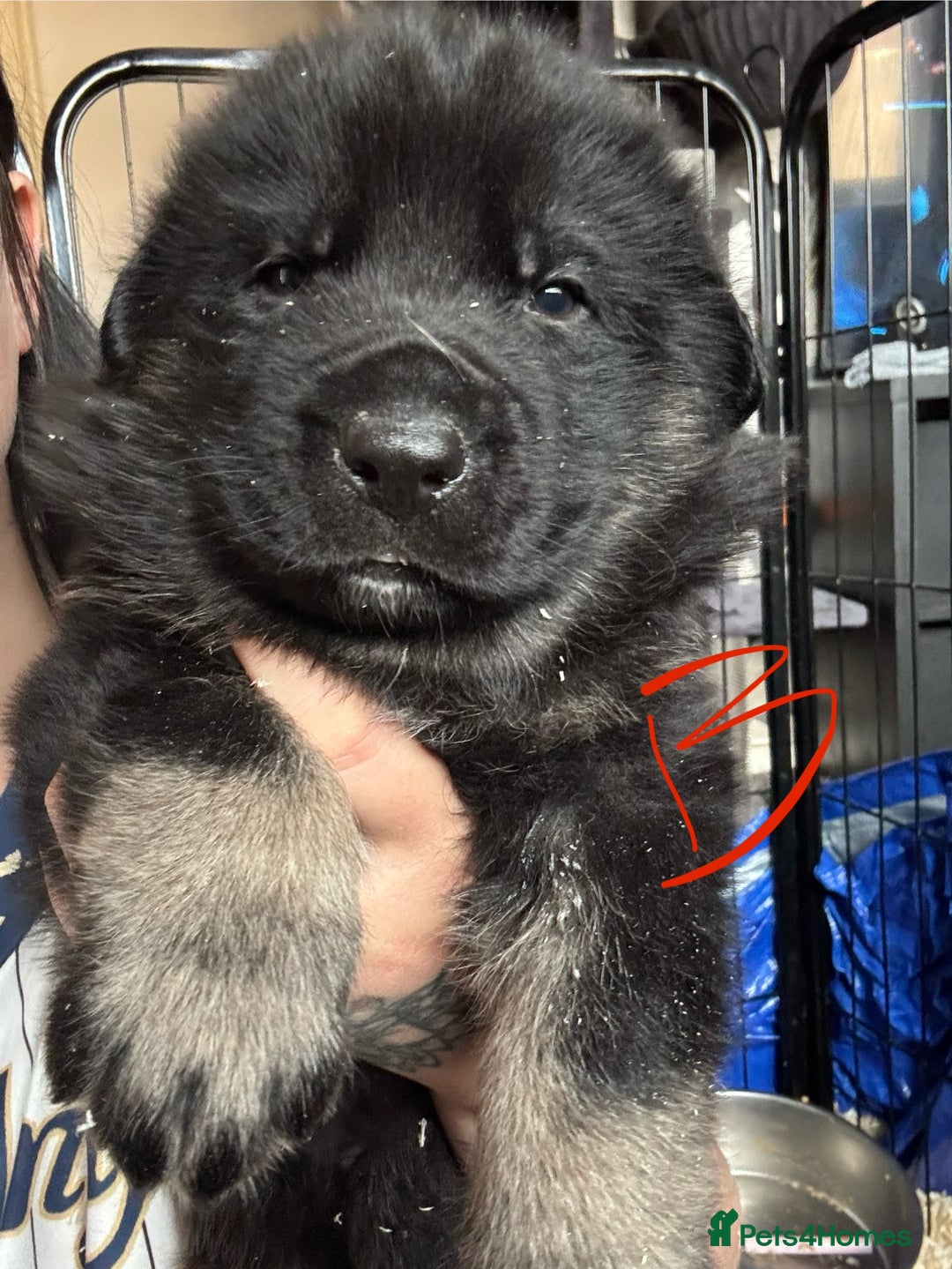 Mixed Breed dogs for sale: Shepweiler puppies READY TO RESERVE! - Image 11