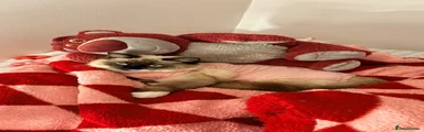 Ragdoll 1