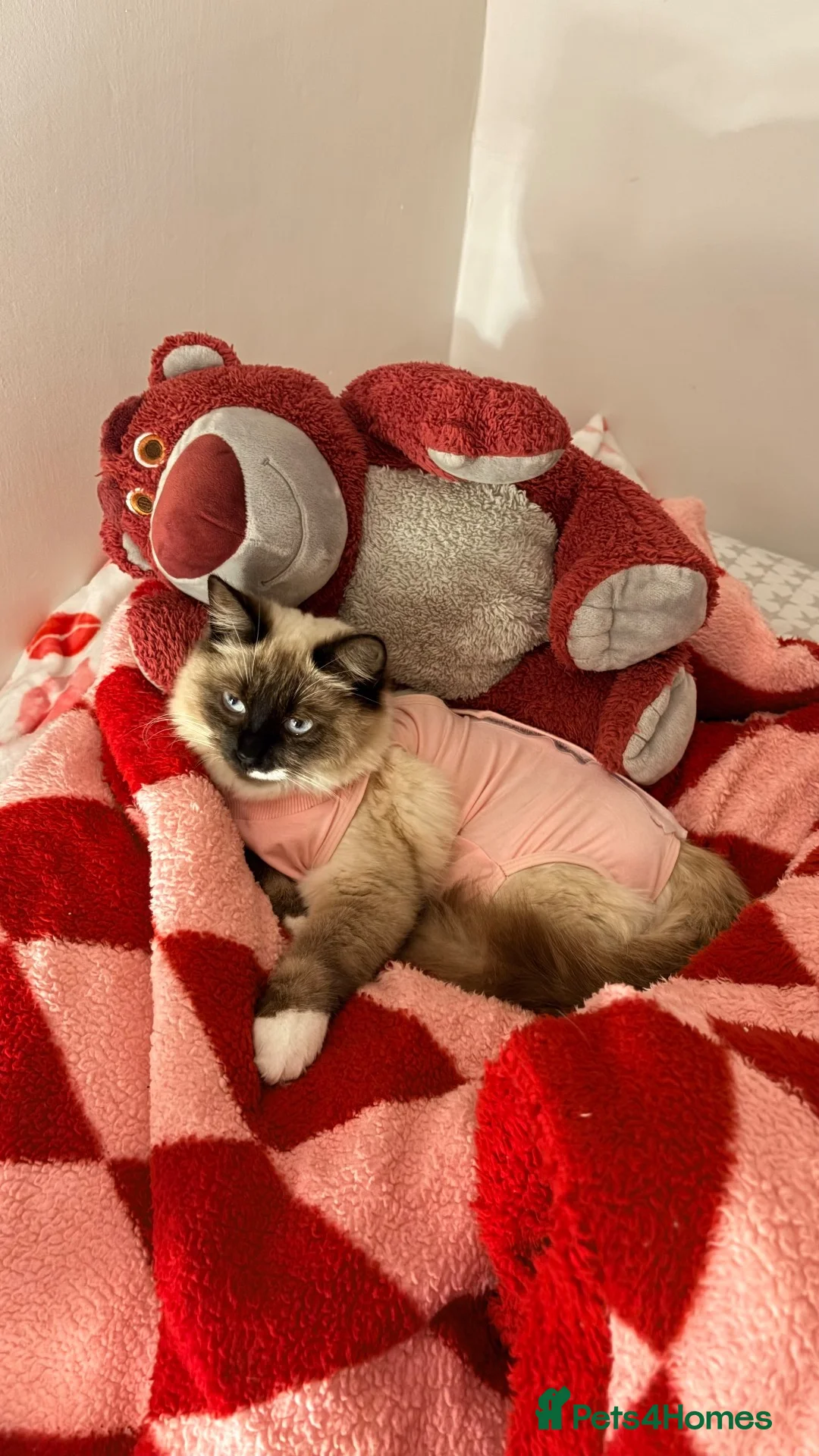 Ragdoll cats for sale: Rehome ✨ - Advert 2