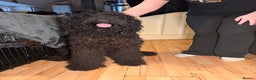 Goldendoodle dogs for sale: Black Goldendoodle looking for her forever sofa  - Advert 4