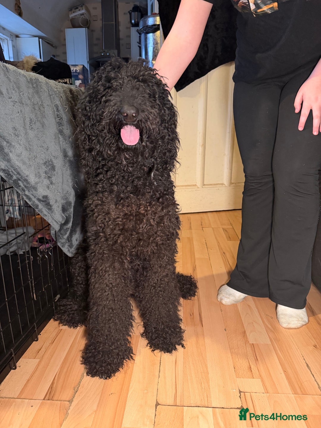 Goldendoodle dogs for sale: Black Goldendoodle looking for her forever sofa  - Advert 4