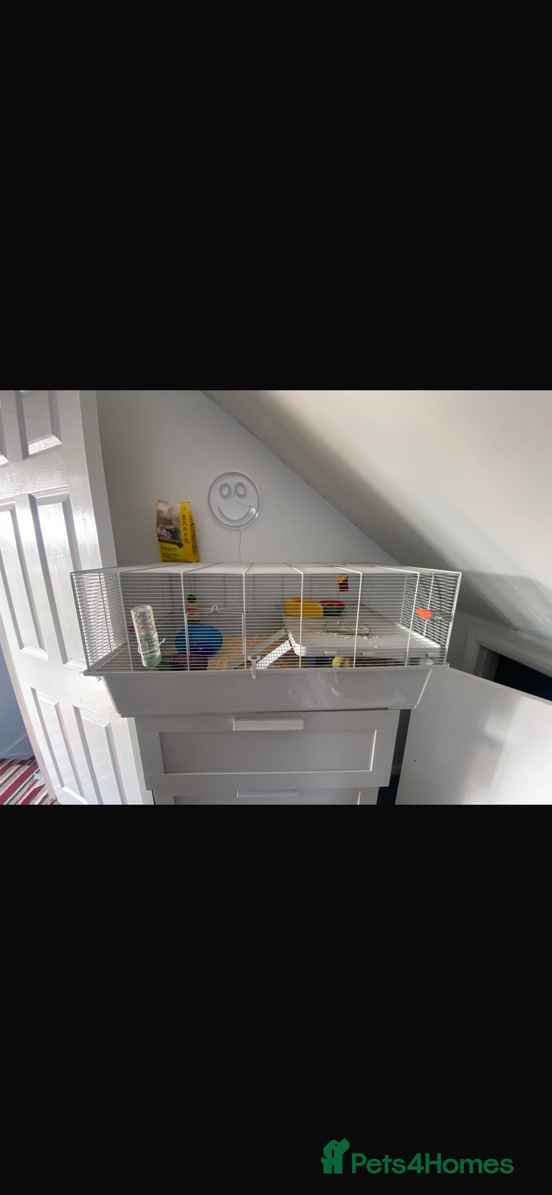Hamster rodents for sale: Hamsters  - Image 2