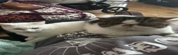 Exotic cats for sale: Exotic shorthair cat - Advert 7