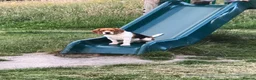 Beagle dogs for sale: *Buddy* lovely kc reg beagle male family boy - Advert 9