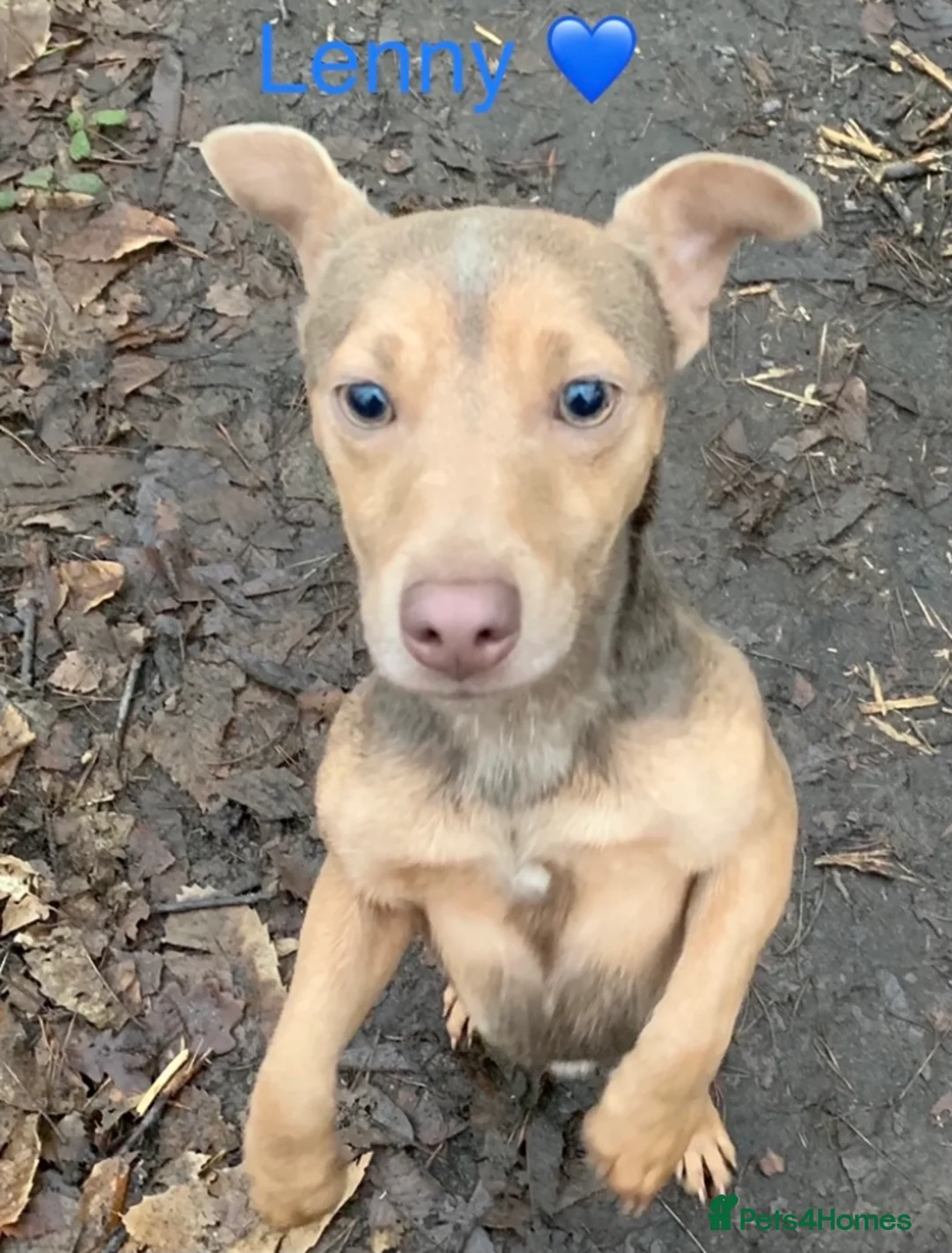 Jack Russell dogs for stud: Lenny Son of Much Wenlock Louie in Wokingham - Advert 11