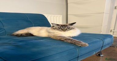 Ragdoll cats Ragdoll cat  - Advert 2