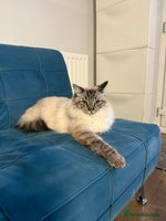 Ragdoll cats Ragdoll cat - Advert 2