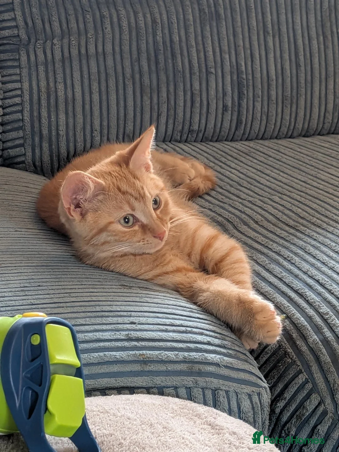 British Shorthair cats for sale: Male a ginger 16 week old kitten - Advert 2
