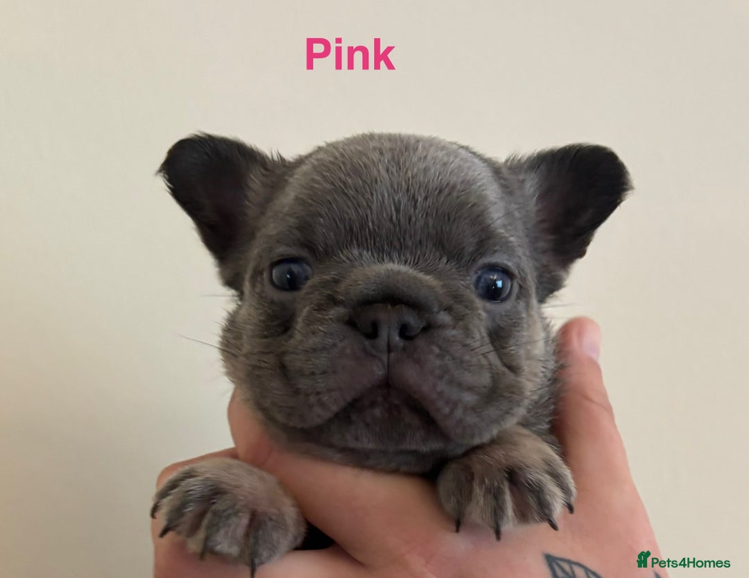 French Bulldog dogs for sale: 3 Female French bulldog puppies  - Image 12