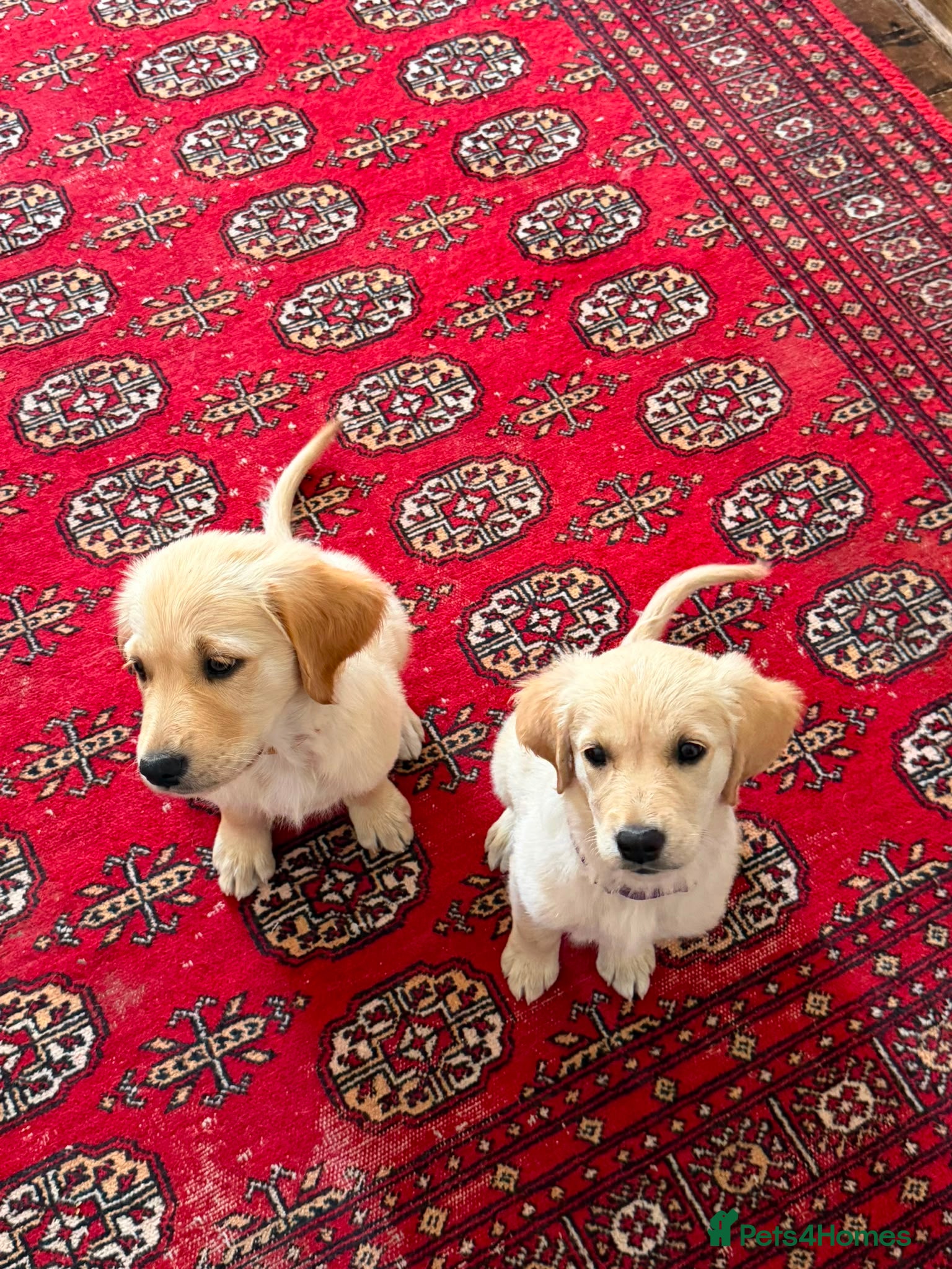 Golden Retriever dogs Golden Retrievers pure breed puppies - Advert 5