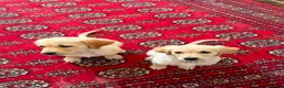 Golden Retriever dogs for sale: Golden Retrievers pure breed puppies - Advert 3