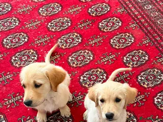 Golden Retriever dogs Golden Retrievers pure breed puppies - Advert 5