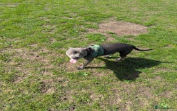 Staffordshire Bull Terrier dogs for sale: Blue female staff for sale  - Image 18