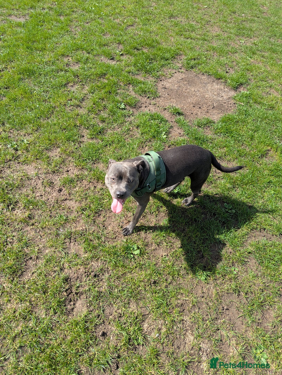 Staffordshire Bull Terrier dogs for sale: Blue female staff for sale  - Image 18