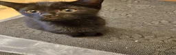 Mixed Breed cats for sale: 3 Playful Black Brother Kittens Looking for Homes - Advert 22
