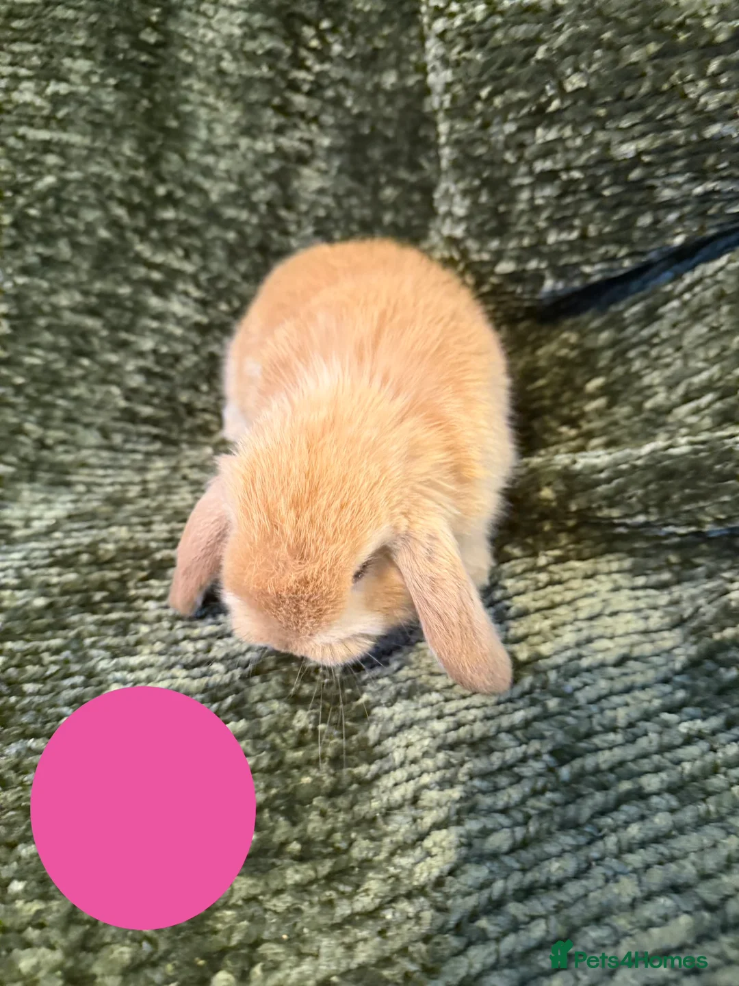 Mini Lop rabbits for sale: Mini Lop crossed Lion Lop Bunnies  - Advert 13