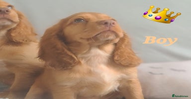 Cocker Spaniel dogs - Advert 13