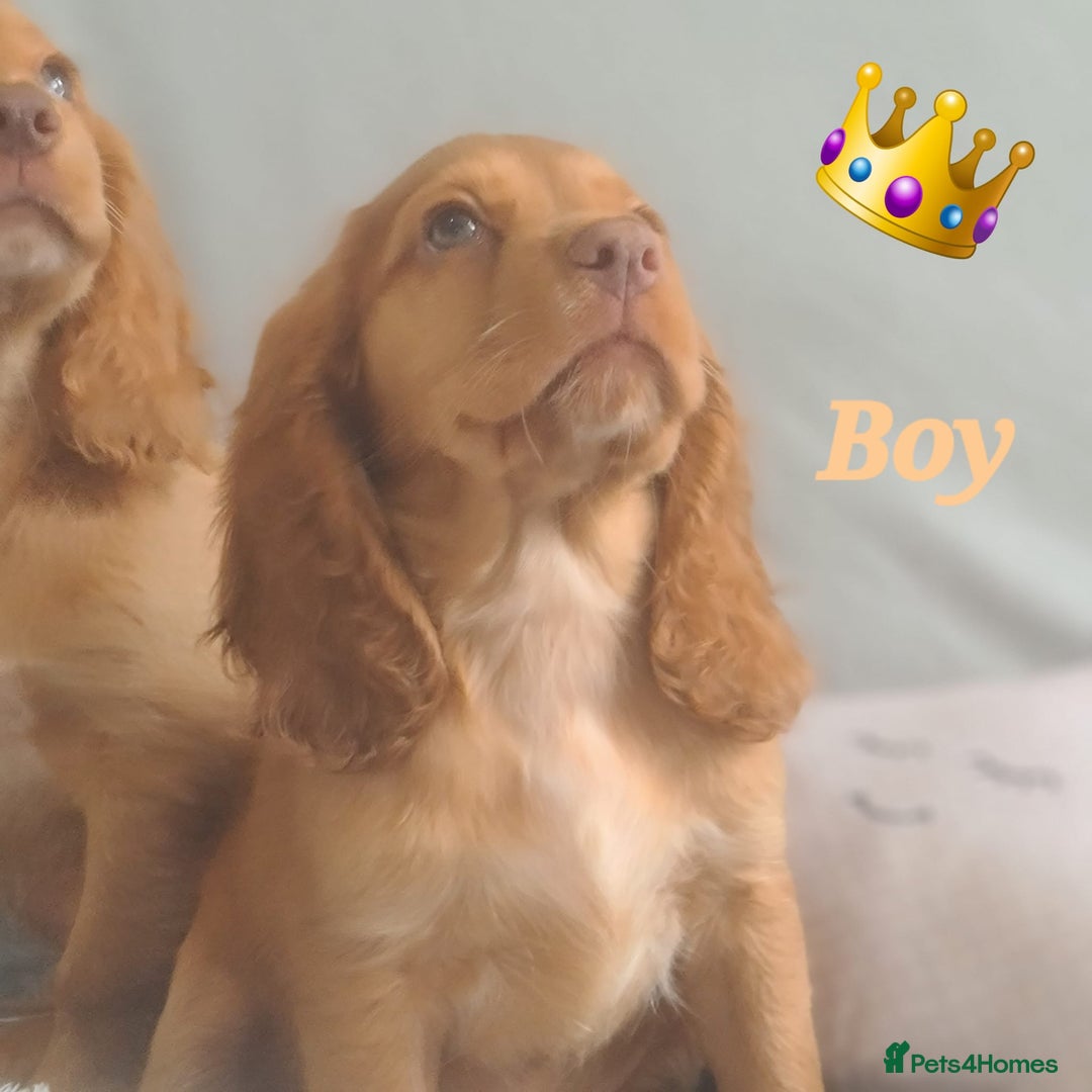 Cocker Spaniel dogs for sale: 🐶PRA FA HEALTH TESTED Show Cocker Spaniels Ready - Image 4