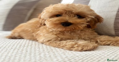 Cavapoo dogs for sale in Chislehurst - Advert 11
