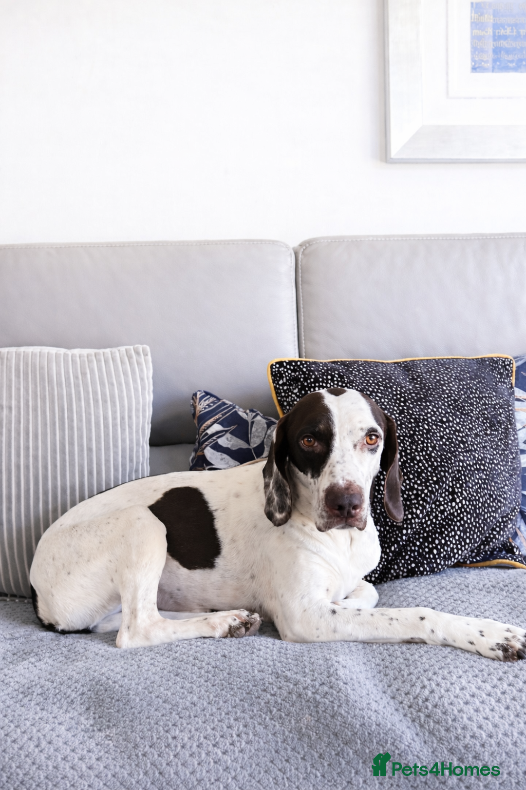 Pointer dogs for adoption: ❤️🐾 Nitsa is ready to keep moving forward 🐾 - Advert 8