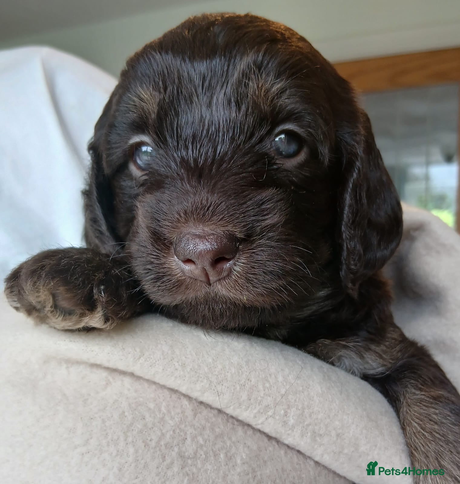 Mixed Breed dogs  La schnoodle pup DNA test dad  - Advert 2