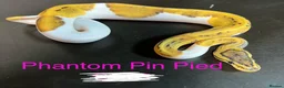 Python Snake reptiles for sale: Mixed juvinile royals - Advert 10
