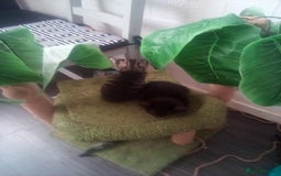 Mixed Breed cats for sale: 7 kittens are ready to go now  - Image 7