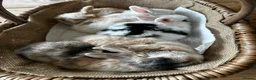 Mini Lop rabbits for sale: Mini lop babies-exceptionally well handled - Advert 6