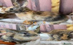 Mini Lion Lop rabbits for sale: mixed litter of mini lion lops - Image 14