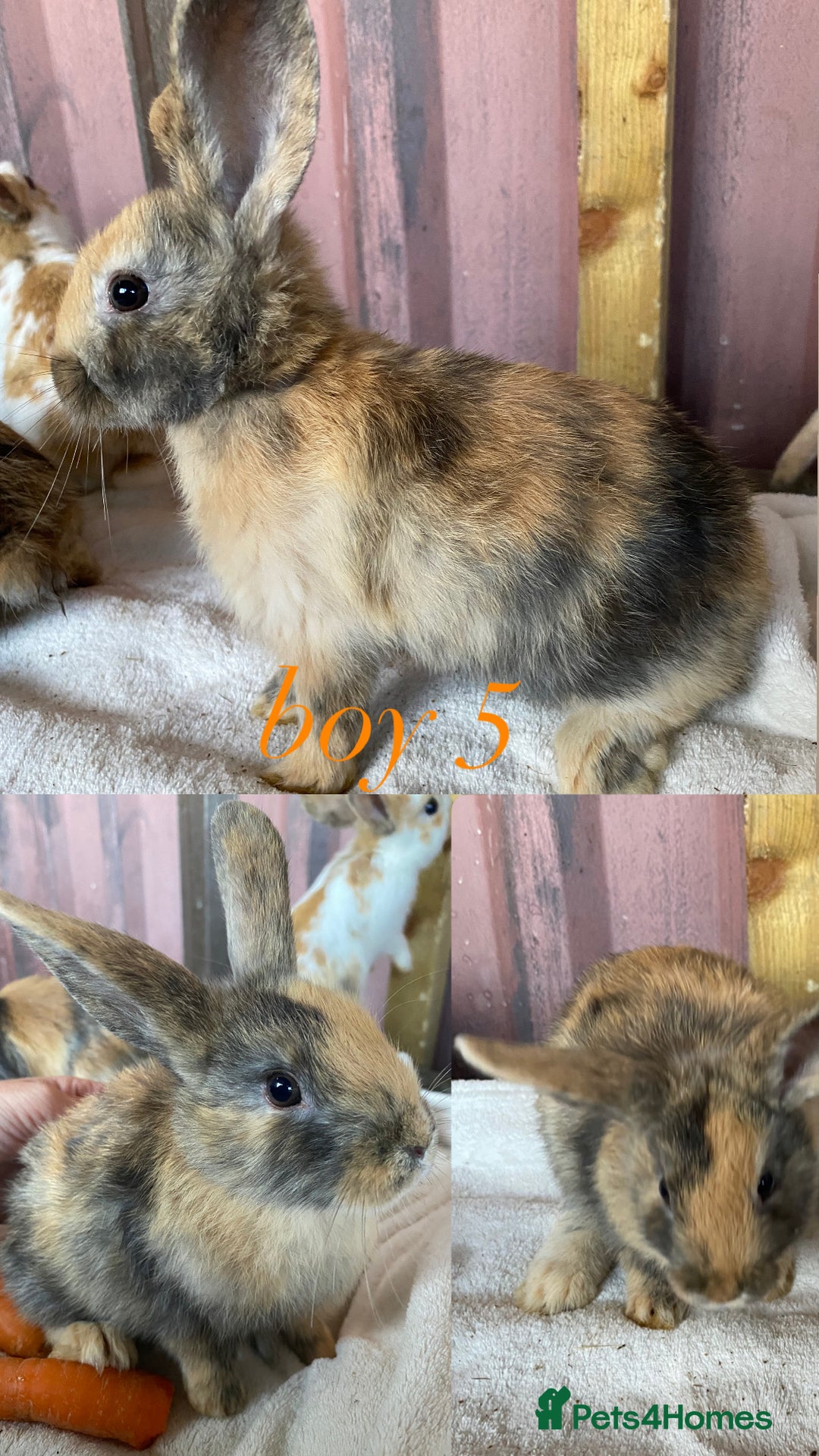 Mini Lion Lop rabbits for sale: mixed litter of mini lion lops - Image 14