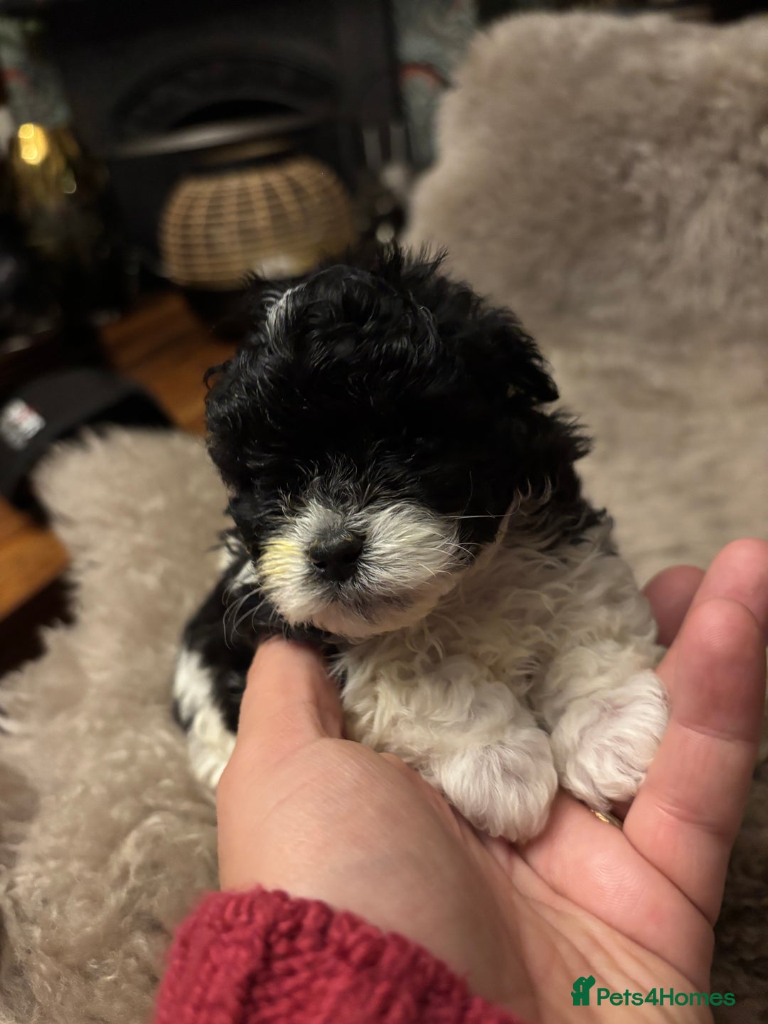 Mixed Breed dogs for sale: Adorable Bolonoodle Puppies - Advert 20