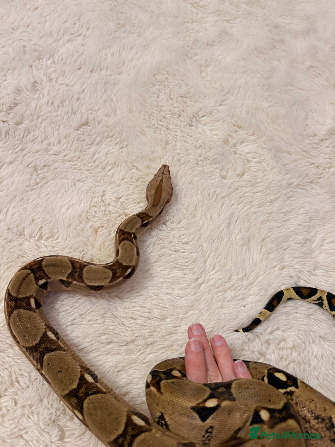 Boa Snake reptiles for sale: Female boa & full set up  - Advert 5