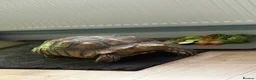 Tortoise reptiles for sale: Sulcata tortoise male 6 year old - Advert 4