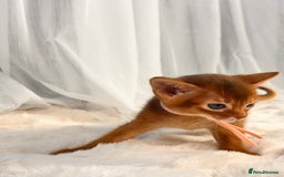 Abyssinian cats for sale: TICA champion line Abyssinian kittens  - Image 15