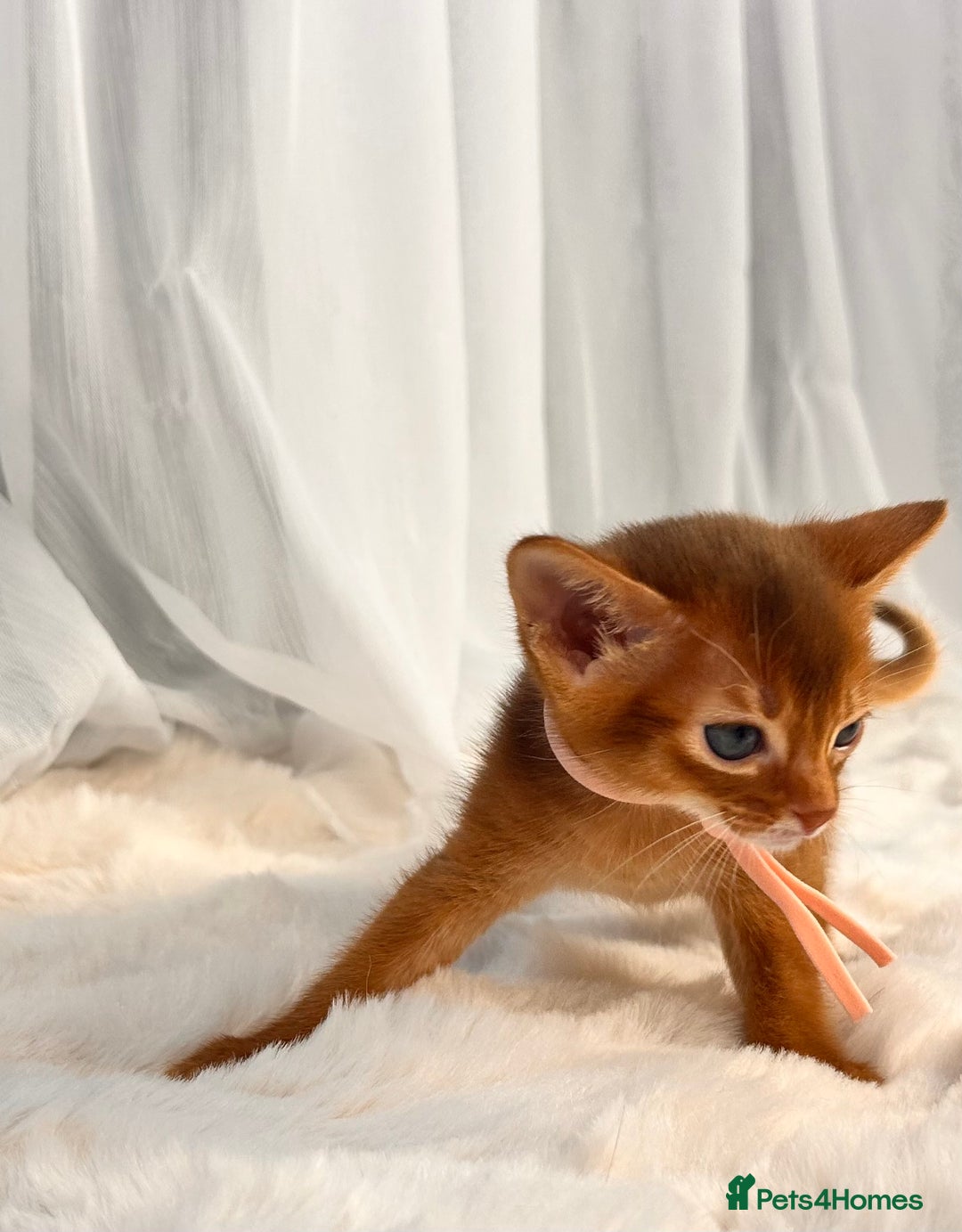 Abyssinian cats for sale: TICA champion line Abyssinian kittens  - Image 15