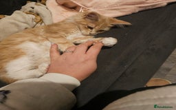 Maine Coon cats for sale: Raya female main coon  - Image 8